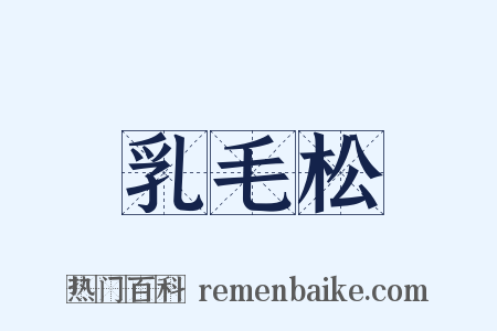 乳毛松是什么意思的图片